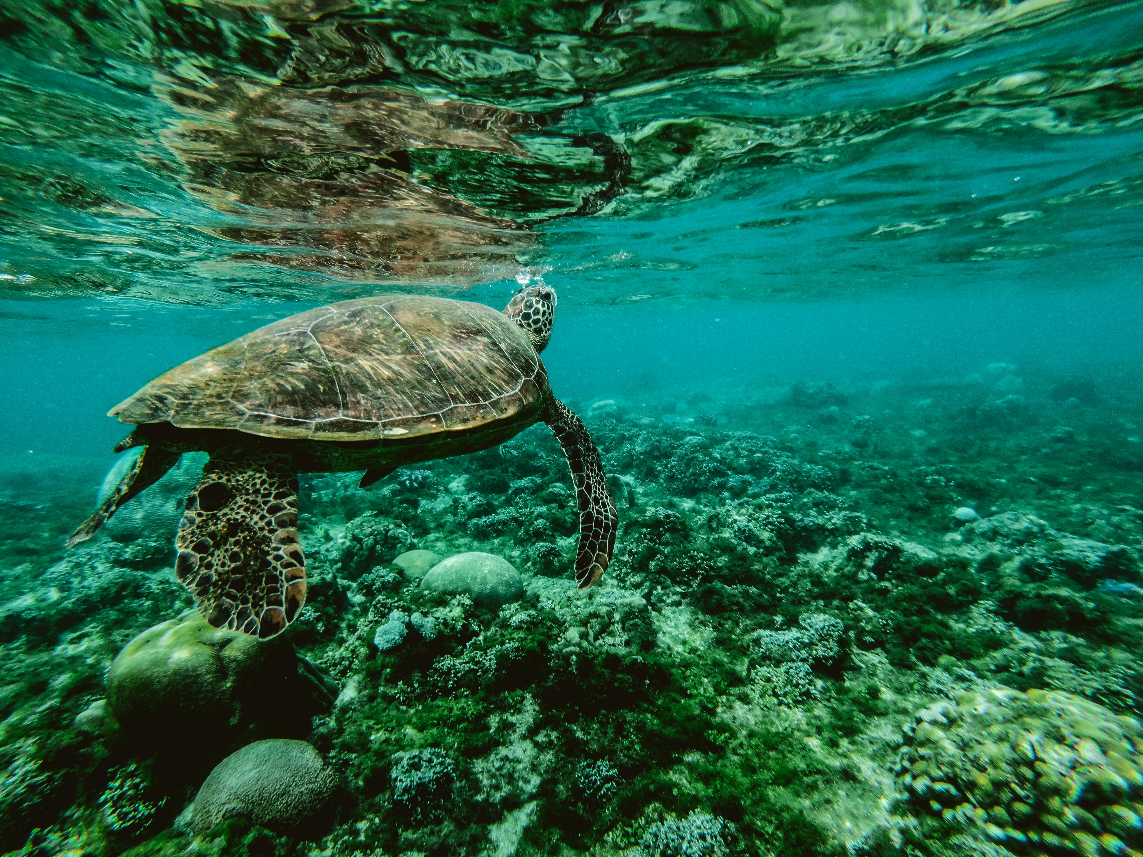 Sea turtle swimming over coral reef